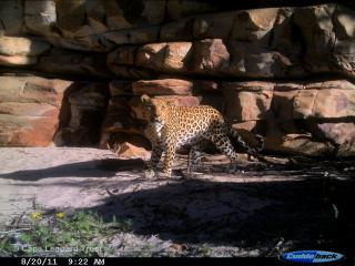 Cape Leopard Trust CLT