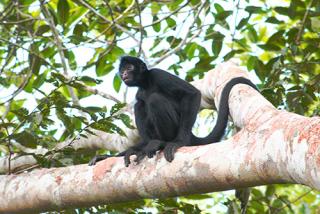 Neotropical Primate Conservation NPC