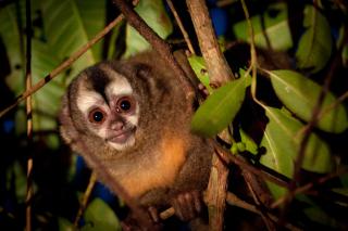 Neotropical Primate Conservation NPC